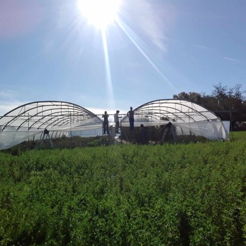 serre chantier agricole solidaire